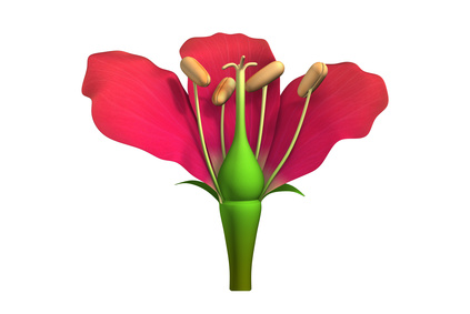 The Parts Of A Flower Involved In Sexual Reproduction.