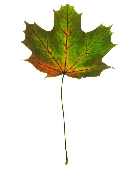 Dried Autumn, Fall, Leaves photos & pictures available as stock ...