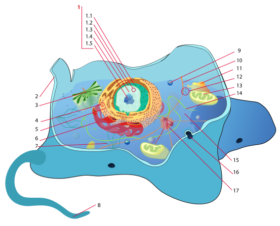 rarigy: animal cell structure with labels