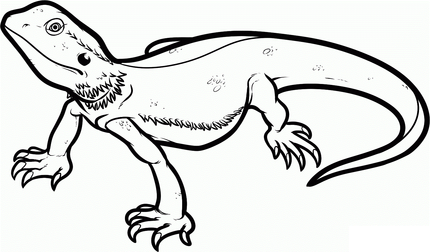 Lizard Drawing Template, HD Image (1407x825) for Gadget Background ...