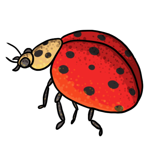20 FREE Ladybug Clip Art Drawings and Colorful Images
