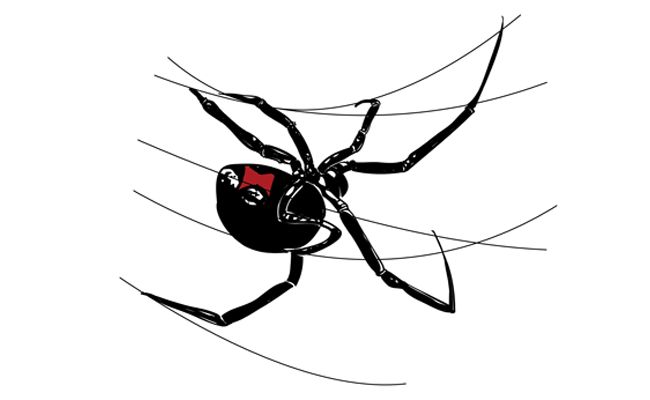 To draw, Sketchbooks and Black widow spider