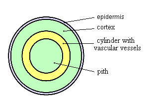 4 - Flower Plants (Phanerogams)