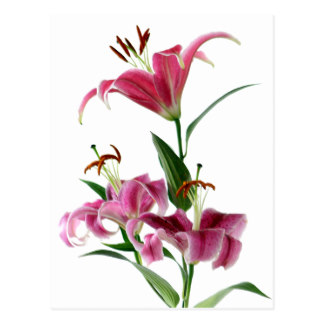 Stargazer Lily Postcards | Zazzle