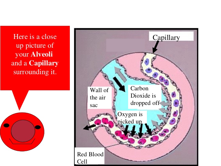 Respiratory system