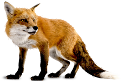fox png image, free download picture
