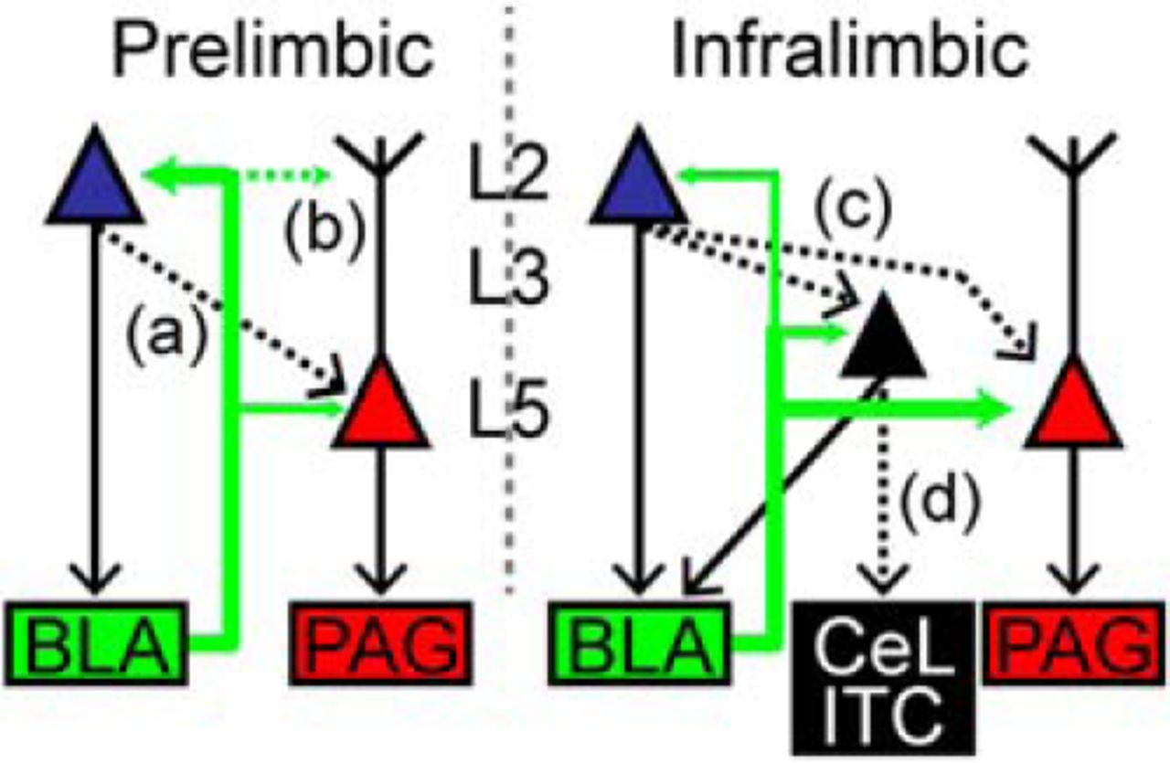 Specific Targeting of the Basolateral Amygdala to Projectionally ...