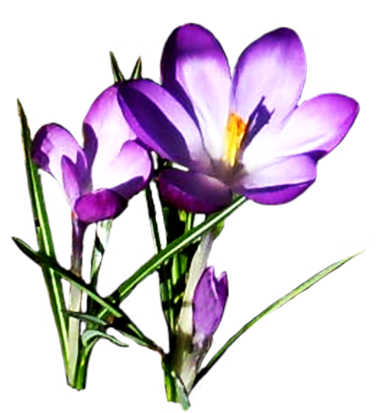 Spring Clipart - Spring Flower Pictures & Spring Flower Clipart