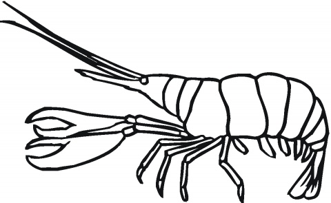 Lobster Outline - Free Clipart Images