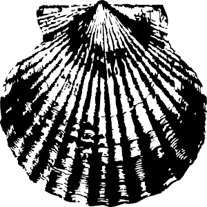 Scallop Shell clip art - vector clip art online, royalty free ...