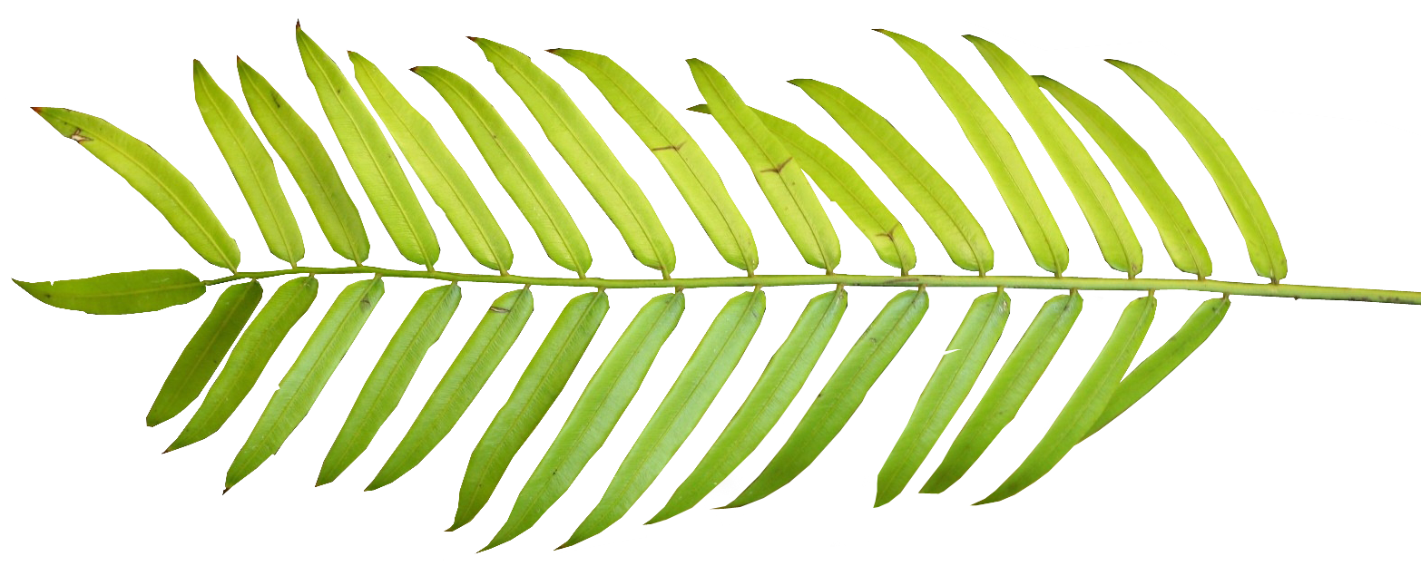 Palm Leaf Clipart | Free Download Clip Art | Free Clip Art | on ...