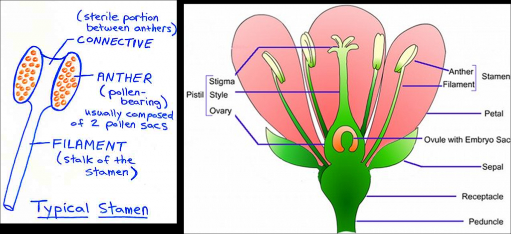 Male Reproductive System Testes - Human Anatomy Library