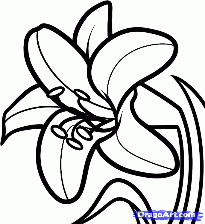 How to Draw an Easter Lily, Step by Step, Flowers, Pop Culture ...