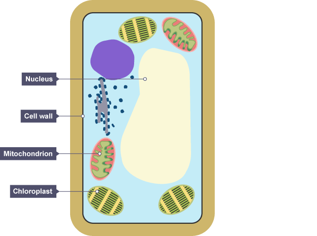 Diagram Of Animal Cell Bbc Bitesize - BBC Two - KS4 Curriculum Bites, Science 14-16, Components ... : Draw a table of differences between the two cell types in the space provided.