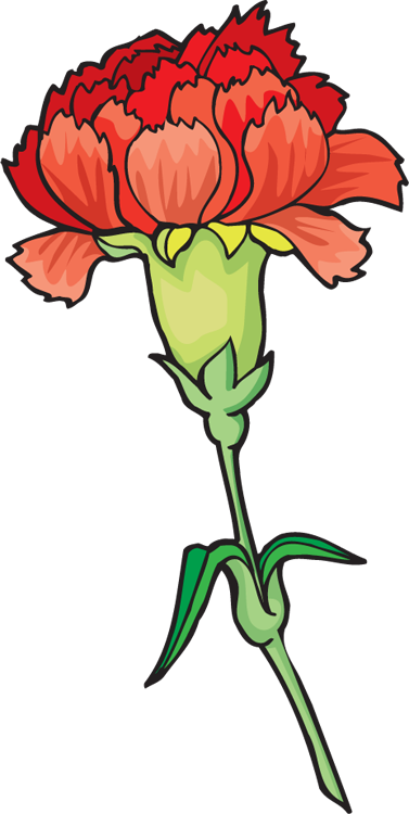 carnation clip art
