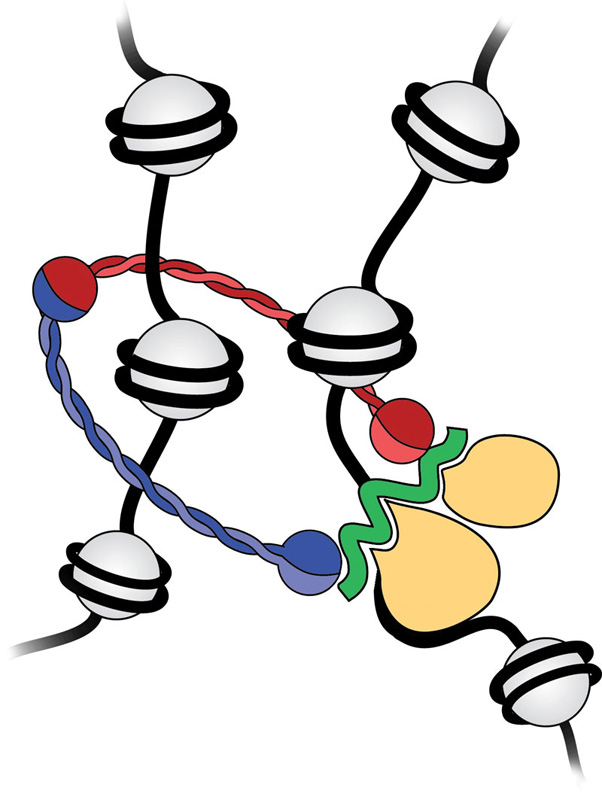 Häring Group - Chromosome structure and dynamics - EMBL