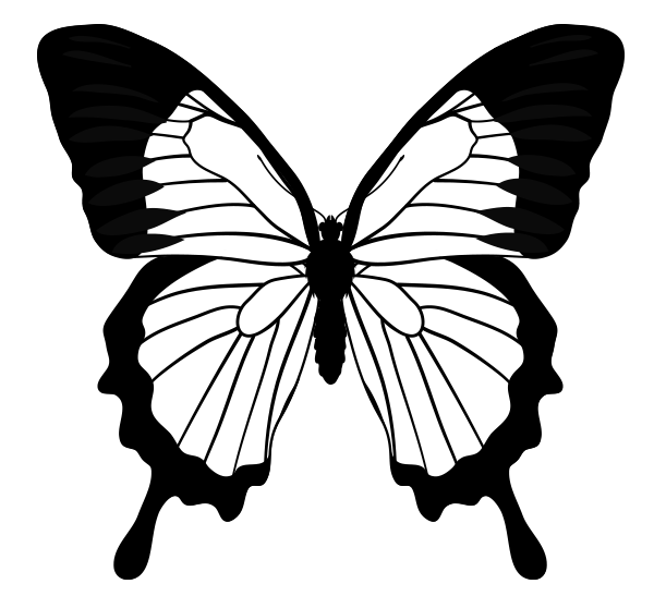 How to Draw Animals: Butterflies, Their Anatomy and Wing Patterns