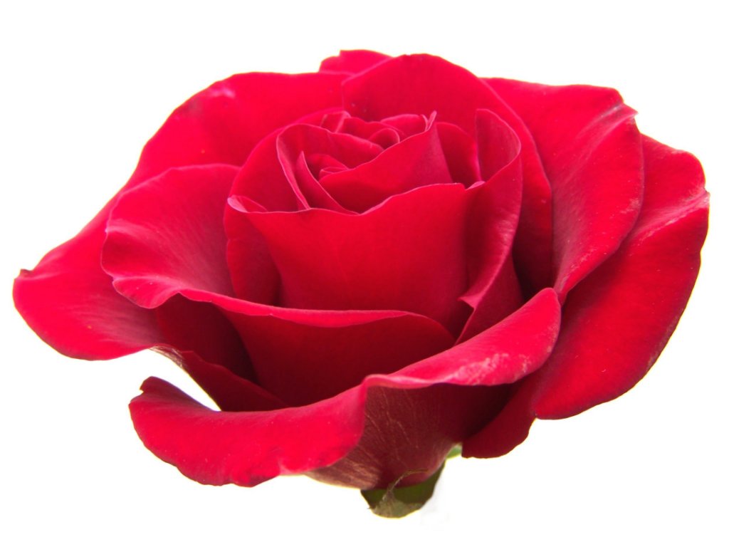 Free Roses Clipart