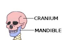 Labeled Skeletal System Diagram