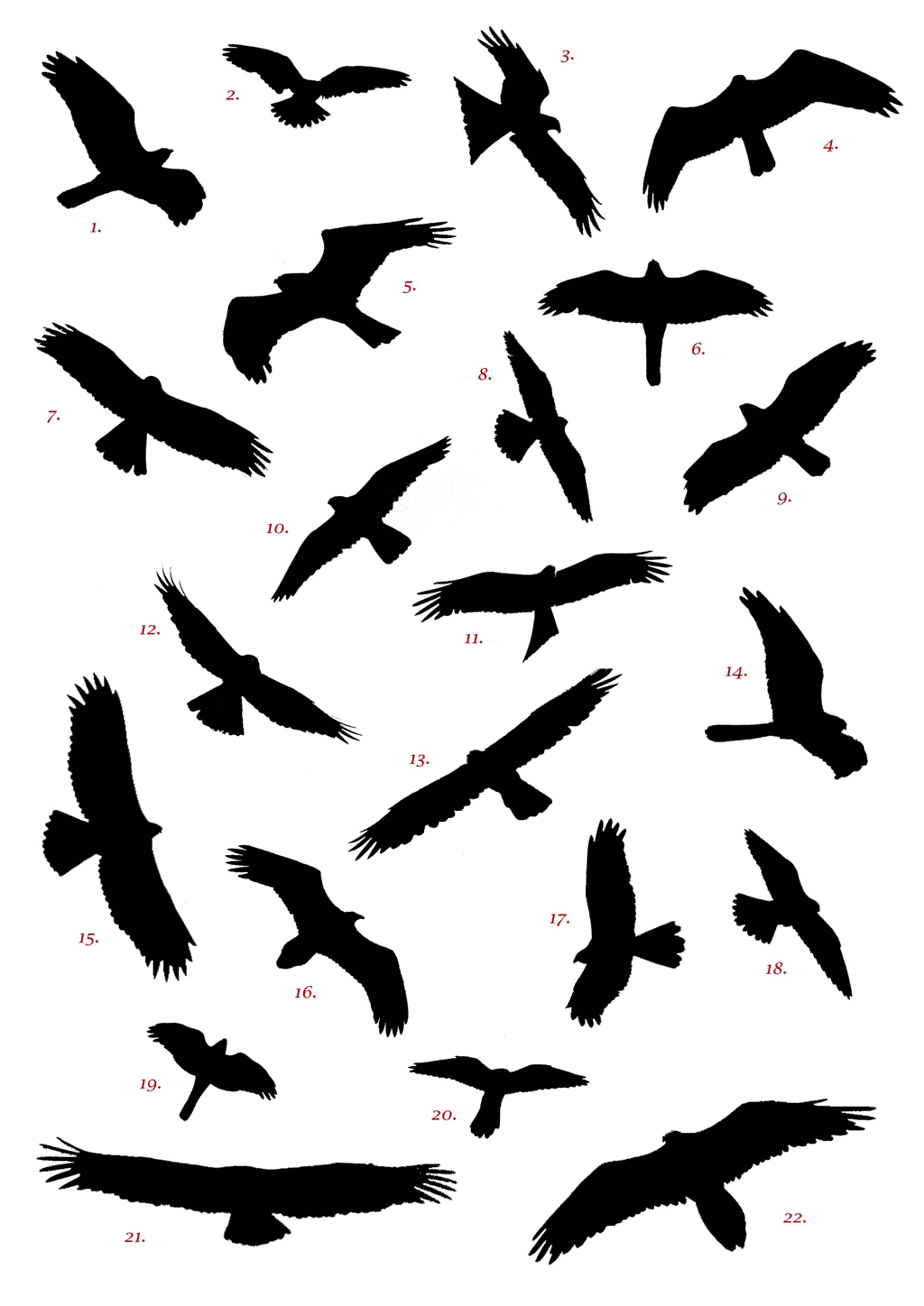 Free Birding Downloads - Birding in Spain.com - Discover Spain ...