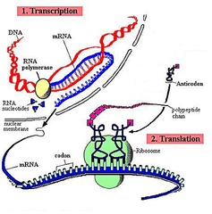 Protein Synthesis flashcards
