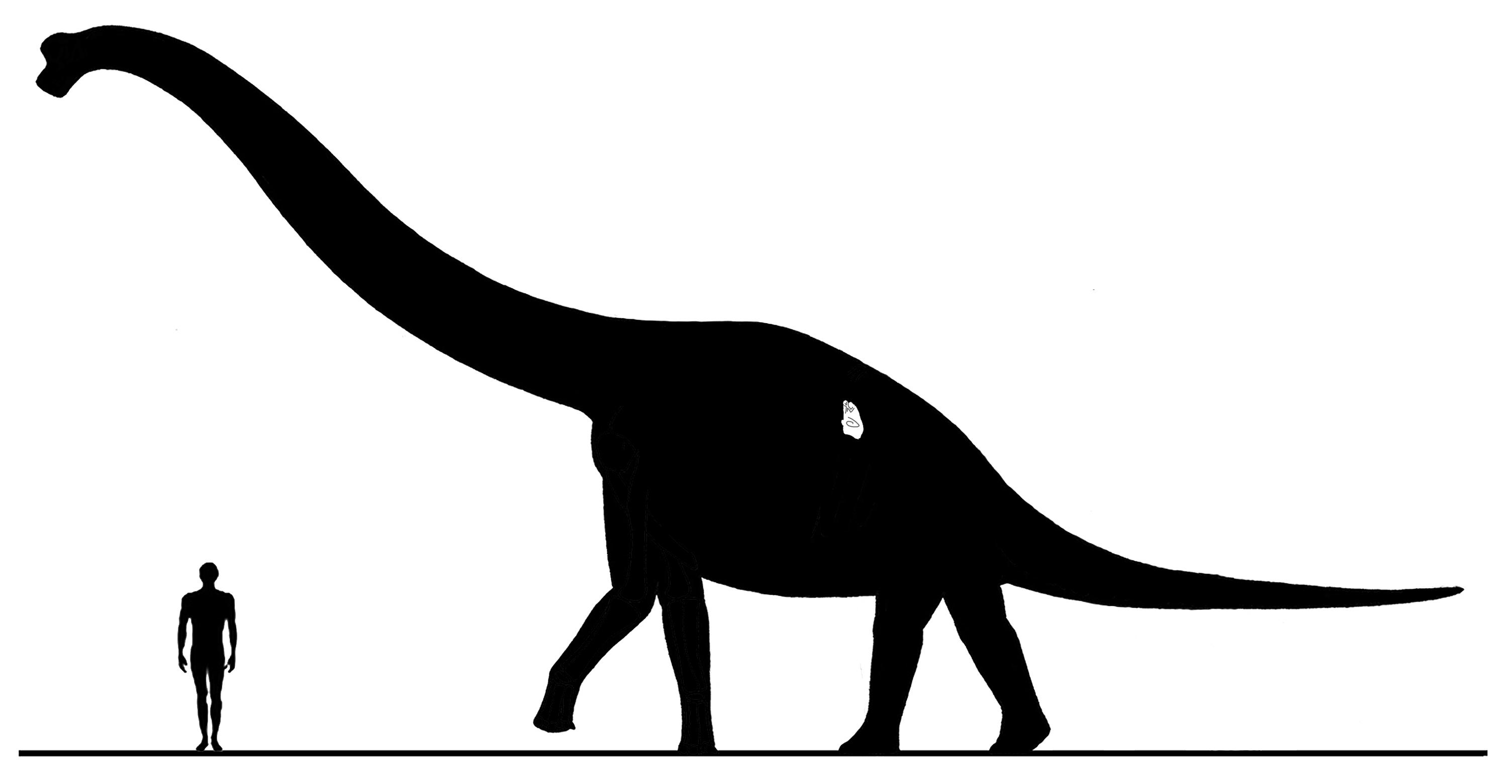 August | 2009 | Sauropod Vertebra Picture of the Week
