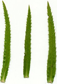 Physostegia virginiana page