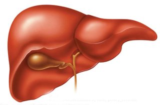 The Digestive System - ThingLink
