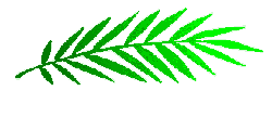 palm.gif