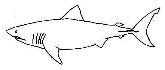 Black And White Shark Pictures | Free Download Clip Art | Free ...