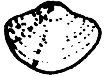 Fingernail Clam