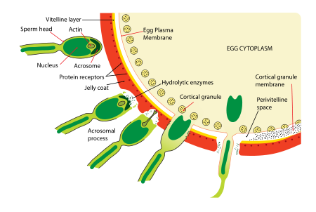Diagram Of Sperm Cell - ClipArt Best