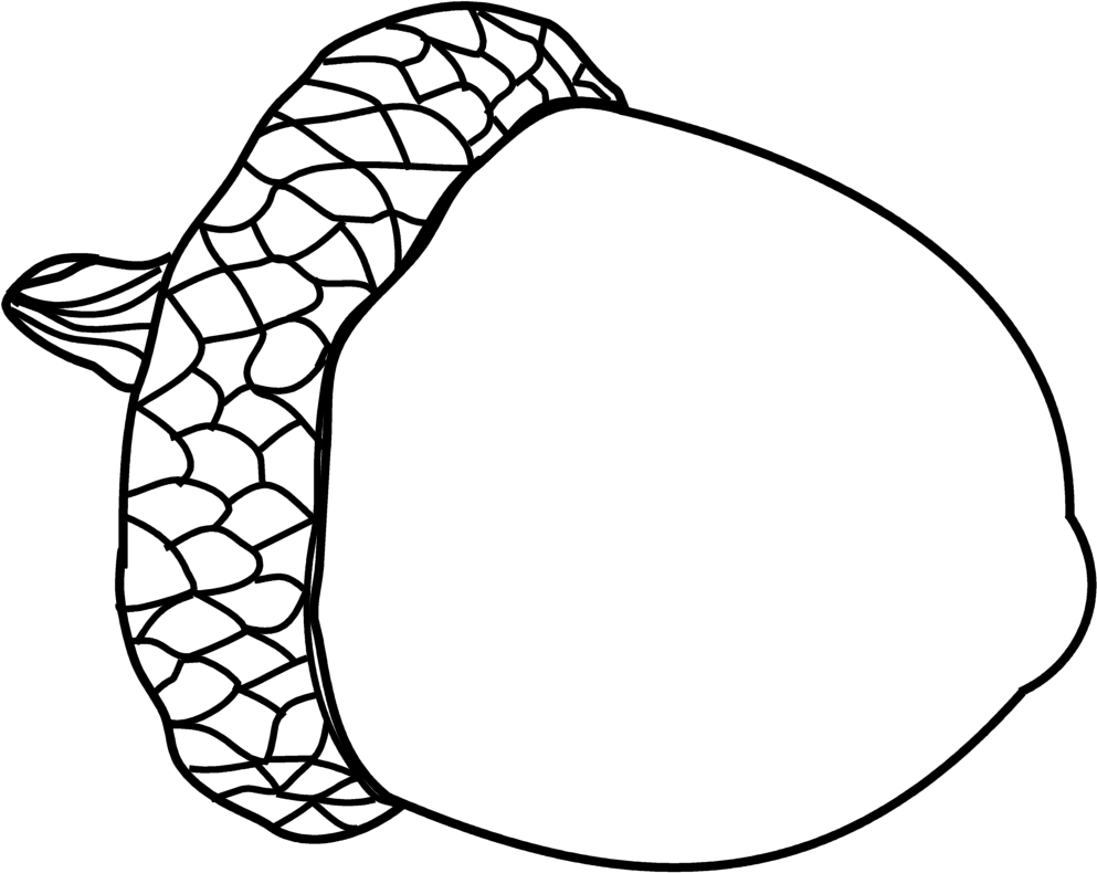 Acorn Drawing | Free Download Clip Art | Free Clip Art | on ...
