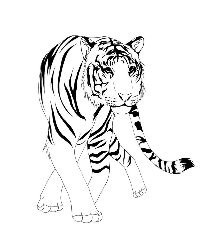 Free Tiger Lineart 2 - READ RULES