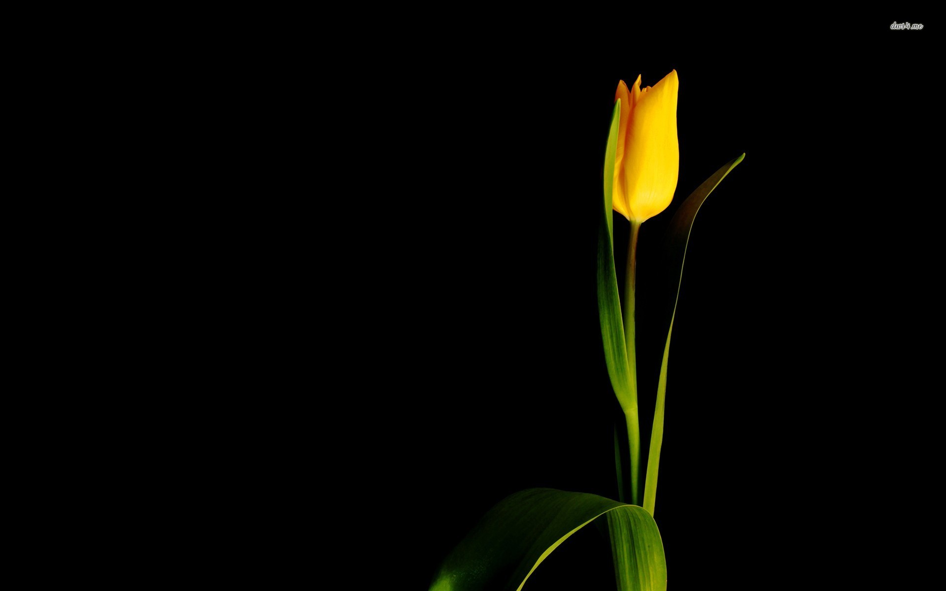 Single yellow tulip wallpaper - Flower wallpapers - #17997
