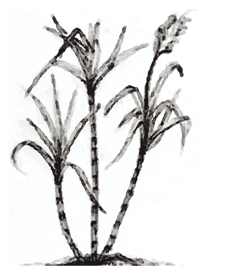 Clipart of sugarcane - ClipartFox