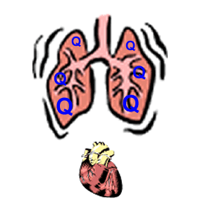 Physiology of capnography
