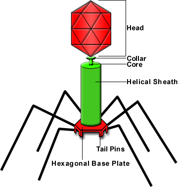 1000+ images about Viruses | Coats, Scarlet and ...