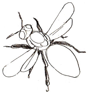How to Draw a Honey Bee - Draw Step by Step