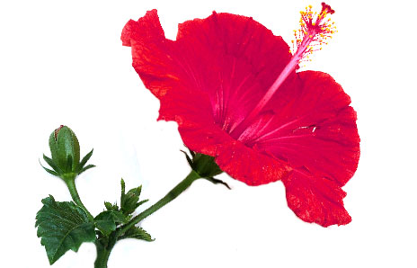 Hibiscus - Free Clip Art - DK Books