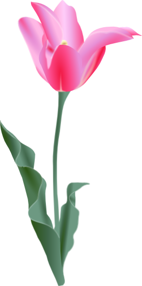 Tulip clip art - vector clip art online, royalty free & public domain