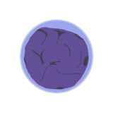 WBC Morphology