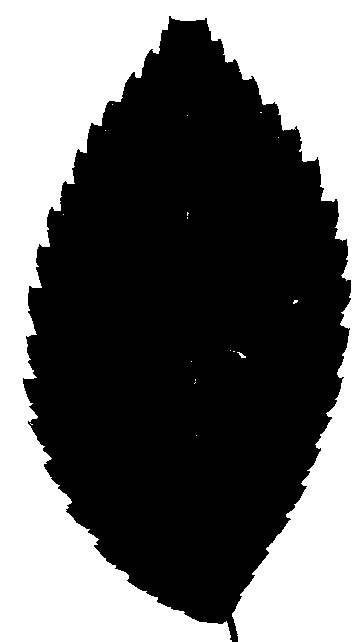 Silhouettes American Elm Leaf