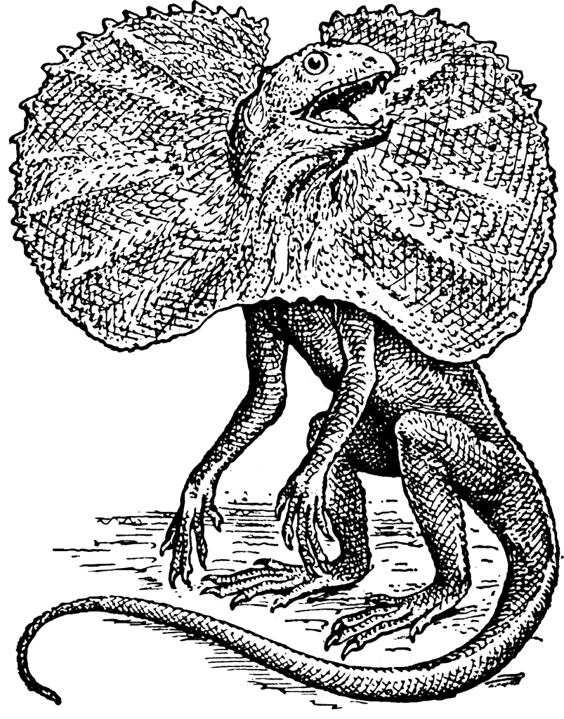 Frilled Lizard | ClipArt ETC