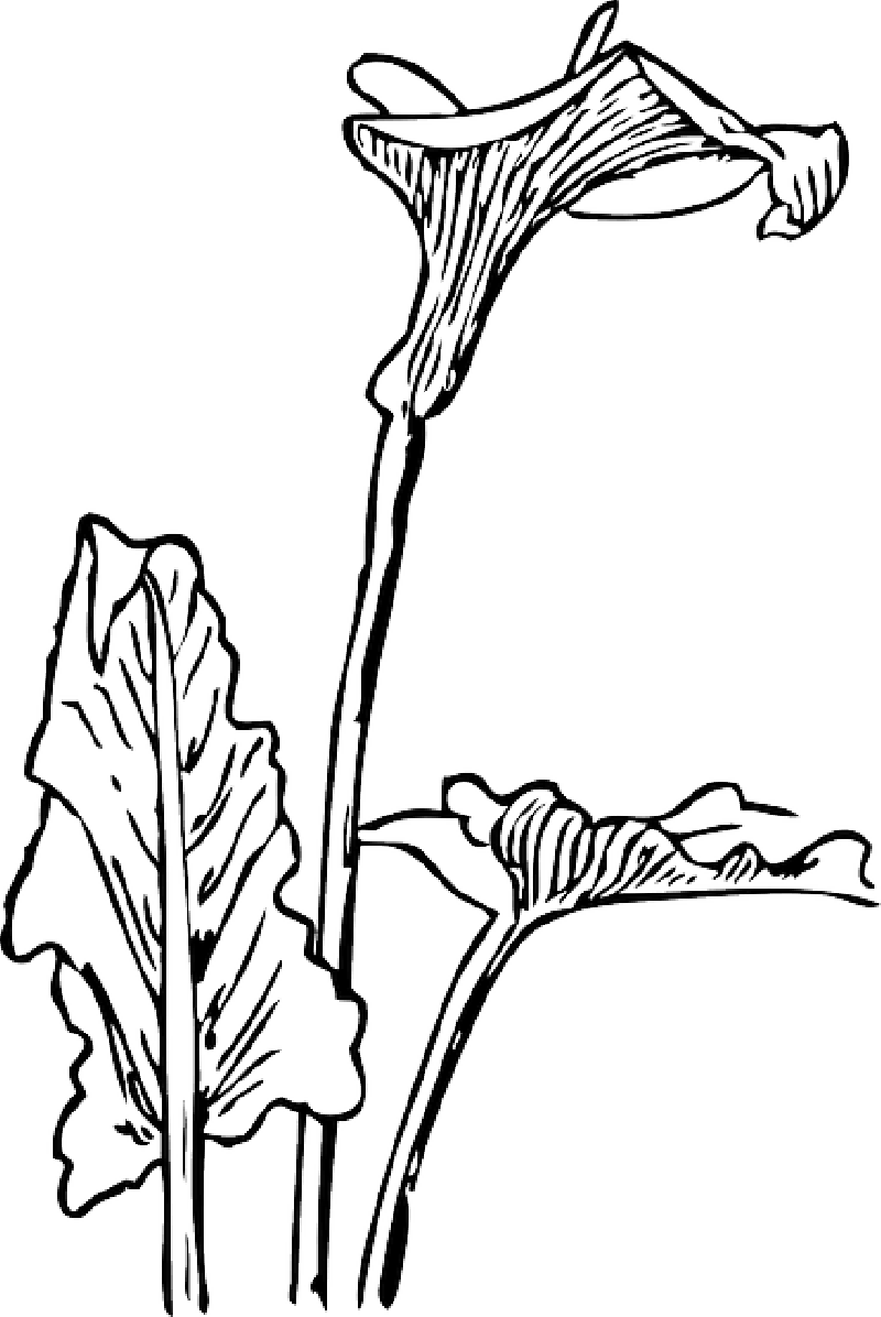 Lily Outline - Kids Coloring