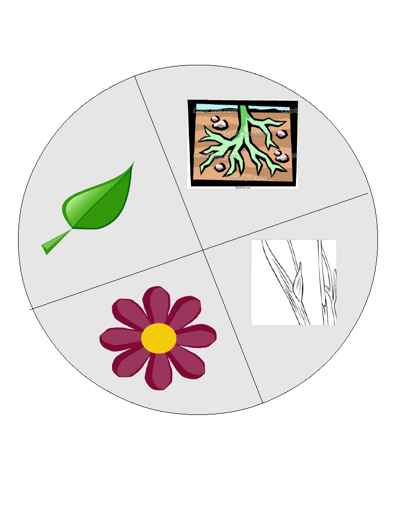 Parts Of A Plant For Kids
