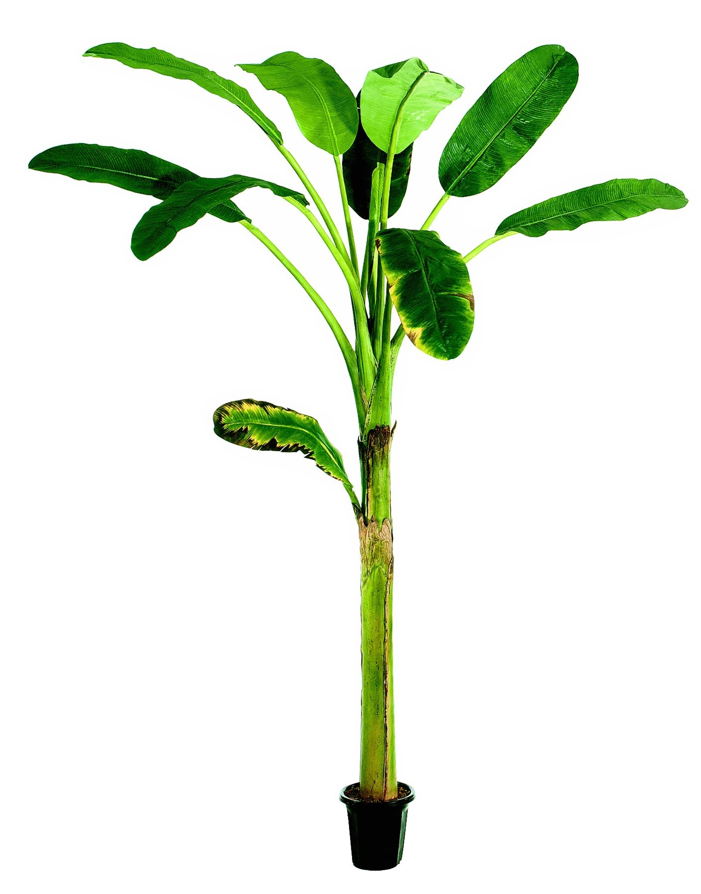 Banana Tree - ClipArt Best