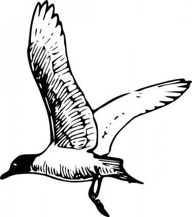 Loon Clipart - ClipArt Best