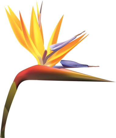 Bird Of Paradise Plant Clip Art, Vector Images &amp; Illustrations ...
