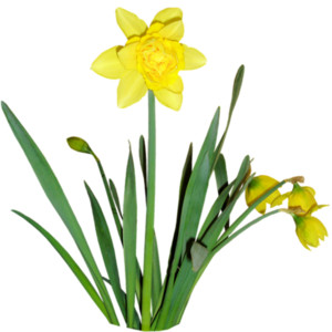 Spring Flowers (5).png - Polyvore